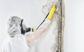 Forensic Mold Investigation in Ivyland, PA